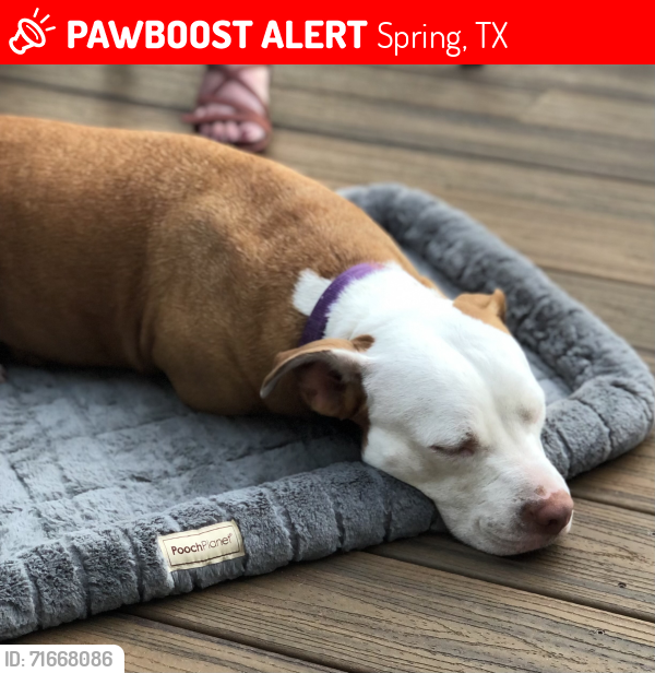 Lost Female Dog last seen Spring creek greenway trail, Spring, TX 77389
