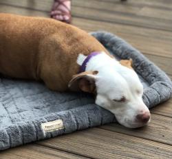 Lost Female Dog last seen Spring creek greenway trail, Spring, TX 77389