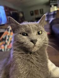 Lost Female Cat last seen Empire and cranberry , Lily Lake, IL 60151