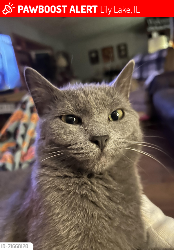 Lost Female Cat last seen Empire and cranberry , Lily Lake, IL 60151
