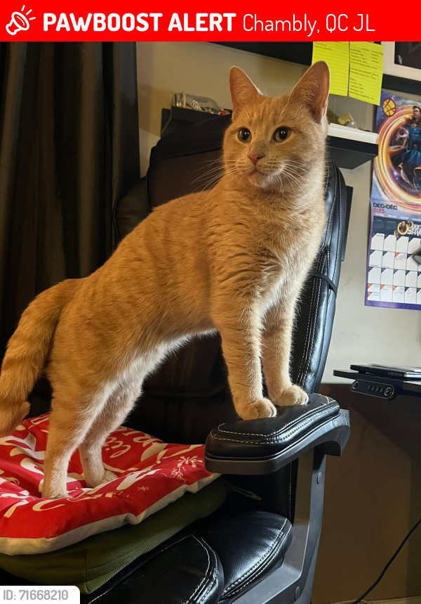 Lost Male Cat last seen 1er rue de Cherbourg , Chambly, QC J3L