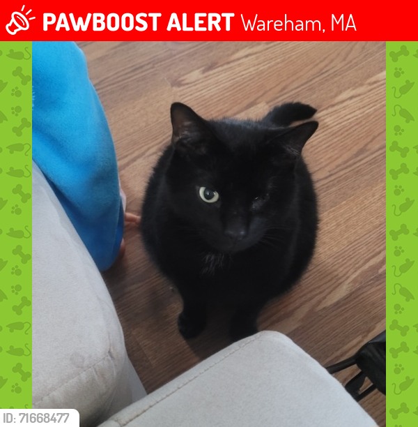 Lost Male Cat last seen Dummy Bridge, Onset, Wareham, MA 02538