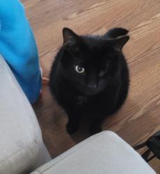 Lost Male Cat last seen Dummy Bridge, Onset, Wareham, MA 02538