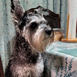 Lost Male Dog last seen MISSISSIPPI AND TENNESSEE, Baytown, TX 77520