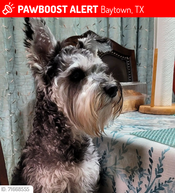 Lost Male Dog last seen MISSISSIPPI AND TENNESSEE, Baytown, TX 77520