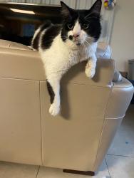 Lost Male Cat last seen Kahiko St & Kamehameha Hwy, Kaneohe, HI 96744