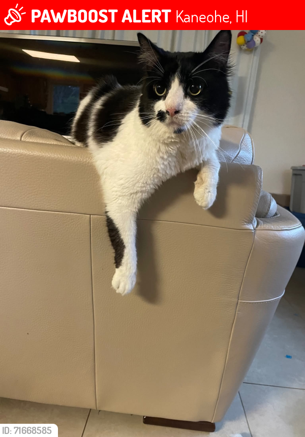 Lost Male Cat last seen Kahiko St & Kamehameha Hwy, Kaneohe, HI 96744
