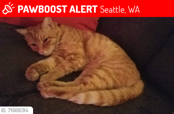 Lost Male Cat last seen 11th Ave E at East Thomas Street, Capitol Hill, Seattle, Seattle, WA 98102