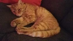 Lost Male Cat last seen 11th Ave E at East Thomas Street, Capitol Hill, Seattle, Seattle, WA 98102