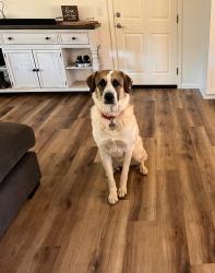Lost Female Dog last seen Dehesa , San Diego County, CA 92021