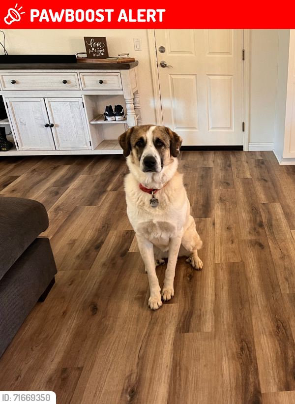 Lost Female Dog last seen Dehesa , San Diego County, CA 92021