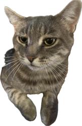 Lost Male Cat last seen Apple Valley/Rapid Valley Community. By Highway 44 E, Rapid City, SD 57703
