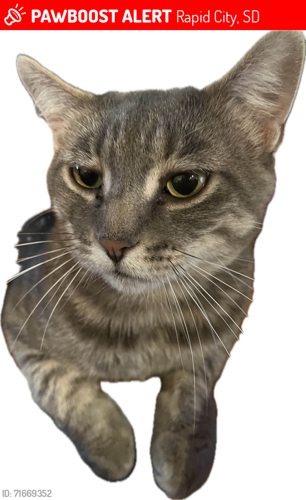 Lost Male Cat last seen Apple Valley/Rapid Valley Community. By Highway 44 E, Rapid City, SD 57703