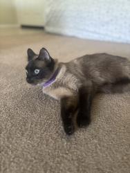 Lost Female Cat last seen J8 and 20th west, Lancaster, CA 93536