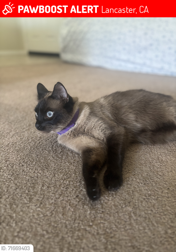 Lost Female Cat last seen J8 and 20th west, Lancaster, CA 93536