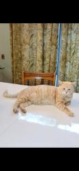 Lost Male Cat last seen Ridgeway trailer park. SE eagle ave.hobe sound , Hobe Sound, FL 33455