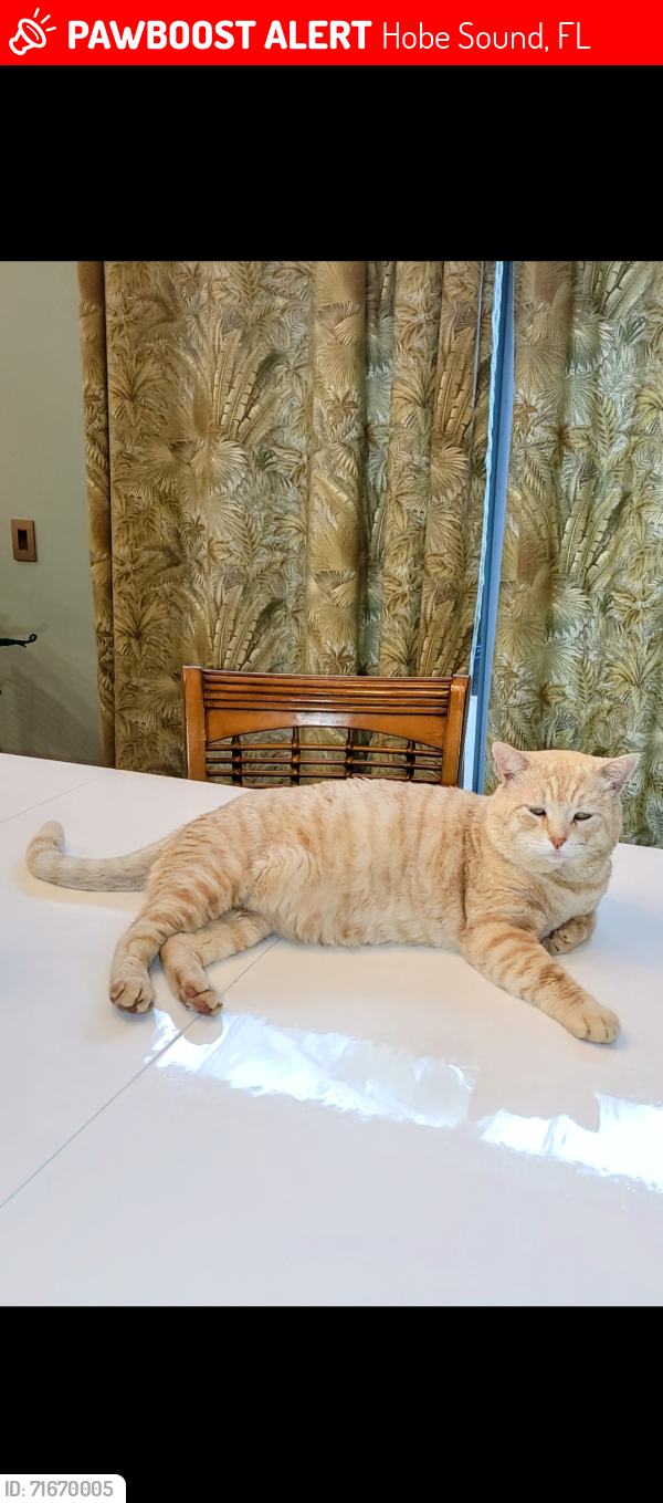Lost Male Cat last seen Ridgeway trailer park. SE eagle ave.hobe sound, Hobe Sound, FL 33455