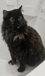 Lost Male Cat last seen Love's Travel Stop, Fife, WA 98424