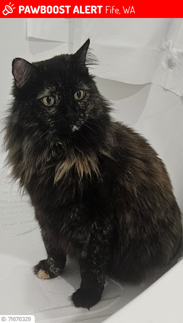 Lost Male Cat last seen Love's Travel Stop, Fife, WA 98424