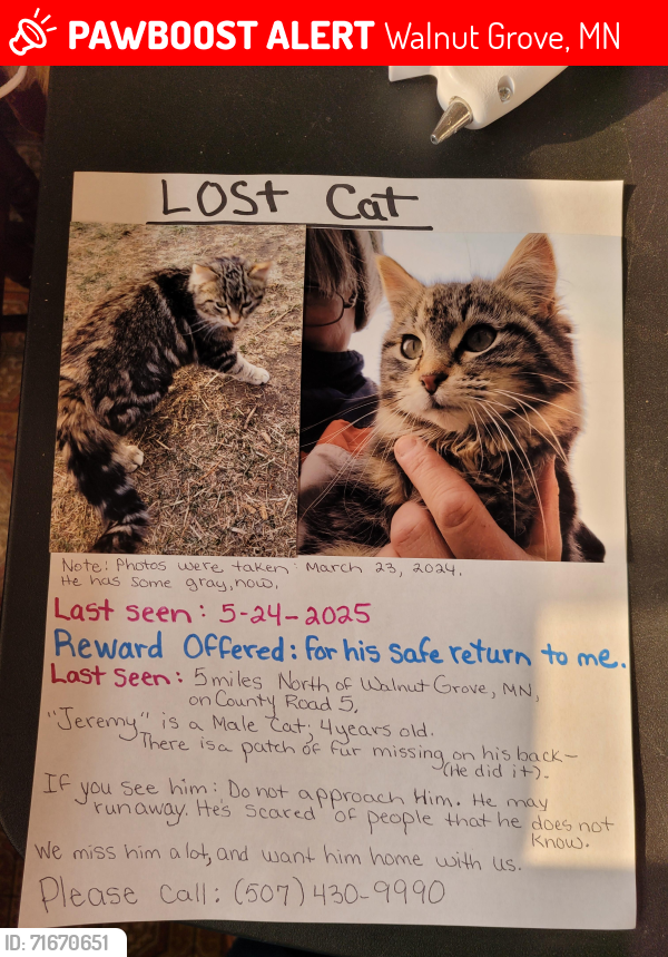 Lost Male Cat last seen 5 miles north of walnut grove, mn, Walnut Grove, MN 56180