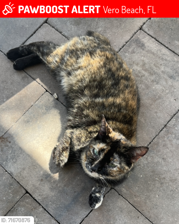 Lost Female Cat last seen Bahia Mar road and Sunset Drive near Village Beach Market, Vero Beach, FL 32963