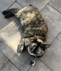 Lost Female Cat last seen Bahia Mar road and Sunset Drive near Village Beach Market, Vero Beach, FL 32963