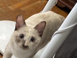 Lost Female Cat last seen Grace community church, Garden Grove, CA 92840