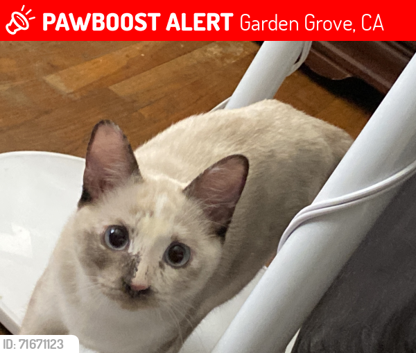 Lost Female Cat last seen Grace community church, Garden Grove, CA 92840
