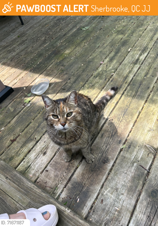 Found/Stray Female Cat last seen Rue du Vermont,Sherbrooke,Quebec , Sherbrooke, QC J1J