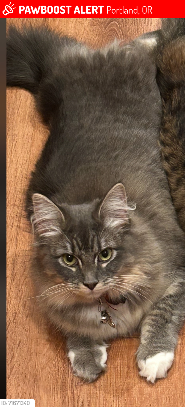 Lost Female Cat last seen 150th and Main, Portland, OR 97233