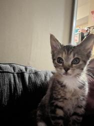 Lost Female Cat last seen Larkgrove, Louisville, KY 40229