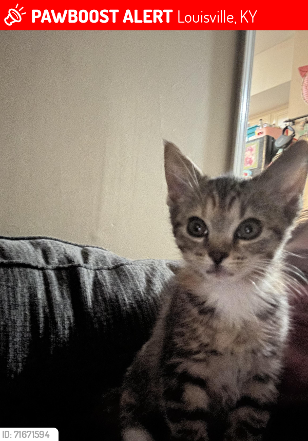 Lost Female Cat last seen Larkgrove, Louisville, KY 40229