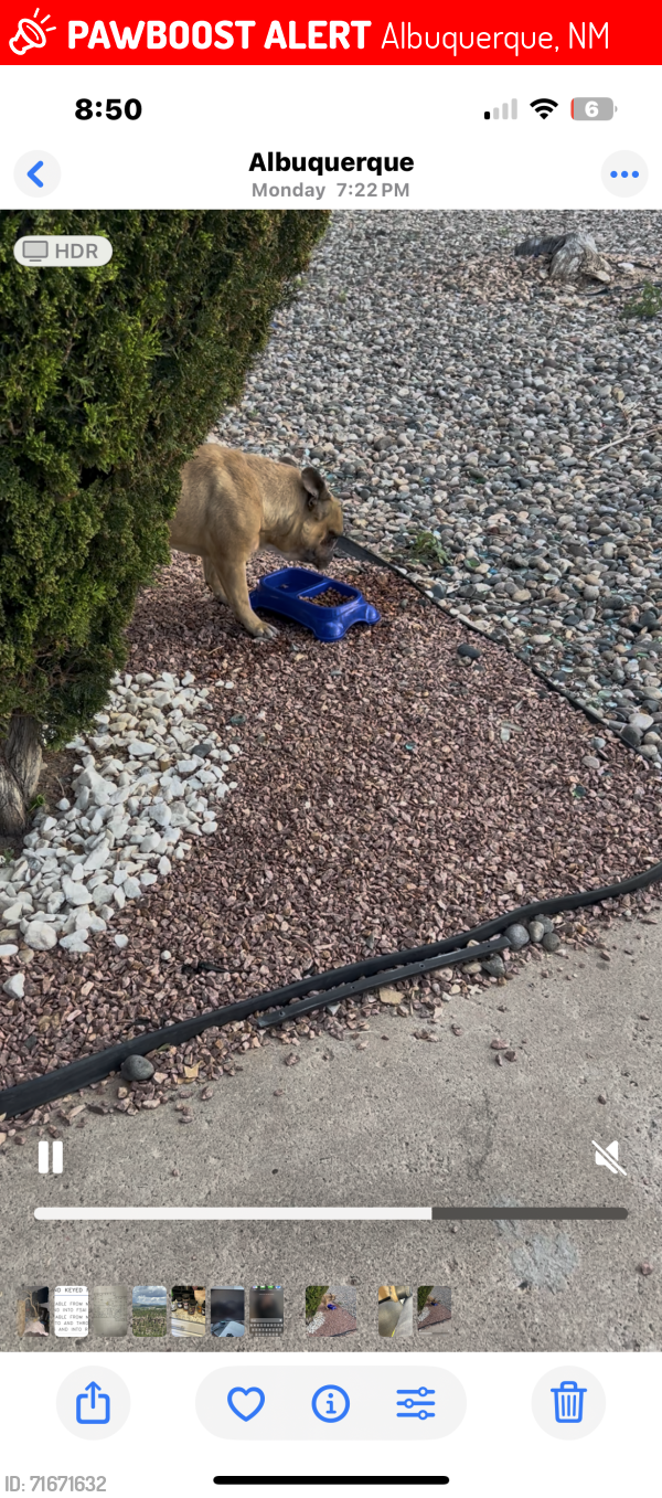 Albuquerque, NM Lost Male Dog, Louis Is Missing PawBoost