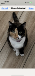 Lost Female Cat last seen 114st and Devargas, Albuquerque, NM 87121