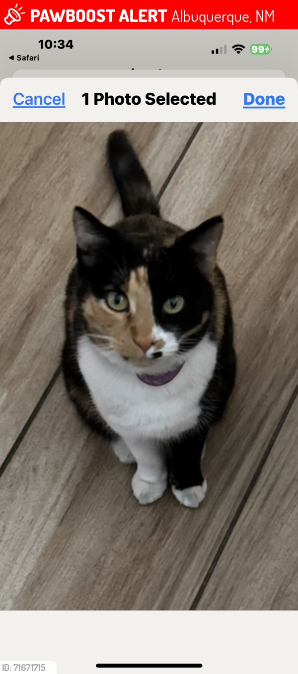 Lost Female Cat last seen 114st and Devargas, Albuquerque, NM 87121