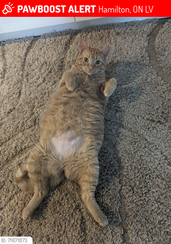 Lost Female Cat last seen Concession St and East 24th St , Hamilton, ON L8V