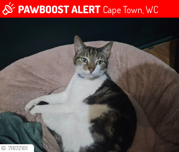 Lost Male Cat last seen sea-gull, east rural, kraaifontein , Cape Town, WC 7570