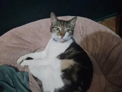 Lost Male Cat last seen sea-gull, east rural, kraaifontein , Cape Town, WC 7570