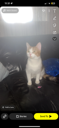 Lost Female Cat last seen east ham, Greater London, England E6 6DT