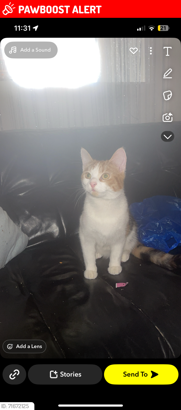 Lost Female Cat last seen east ham, Greater London, England E6 6DT