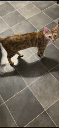 Lost Female Cat last seen Nora and Vista, Spokane Valley, WA 99212