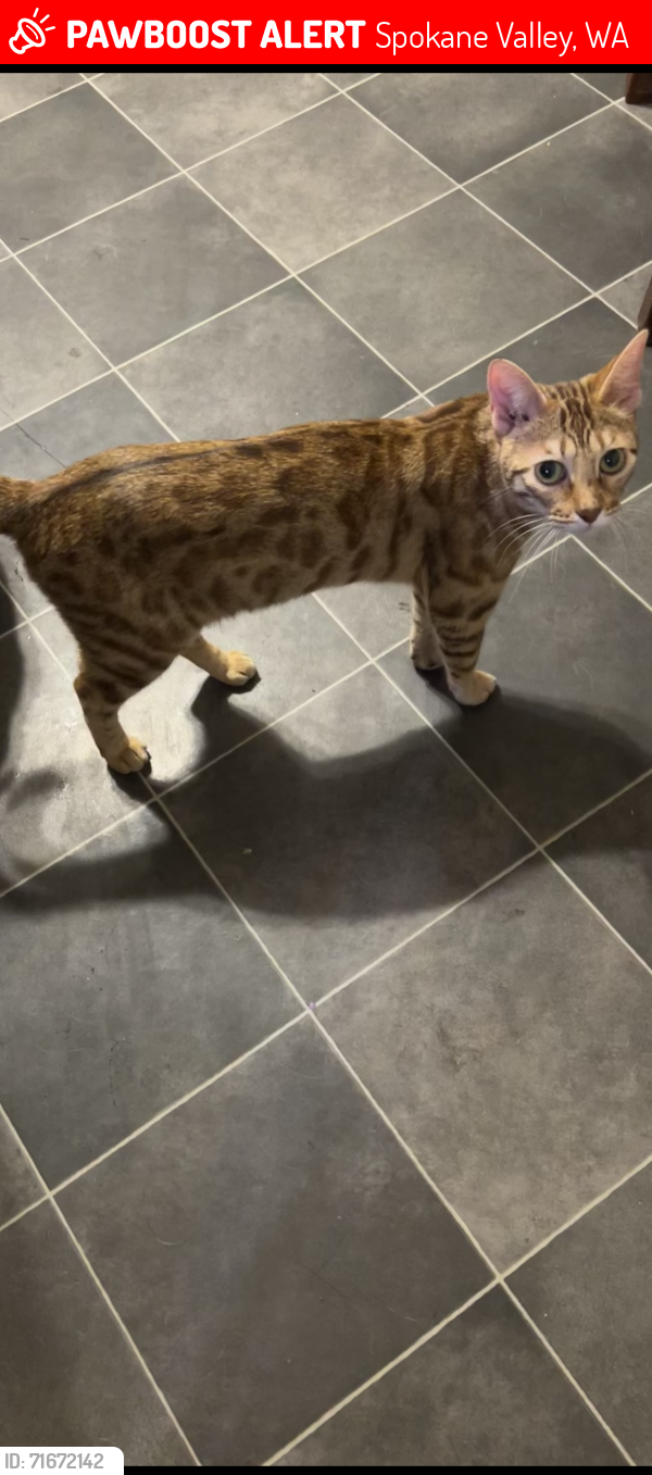 Lost Female Cat last seen Nora and Vista, Spokane Valley, WA 99212
