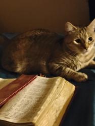Lost Female Cat last seen E wyomissing Blvd Reading PA 19611, Reading, PA 19611