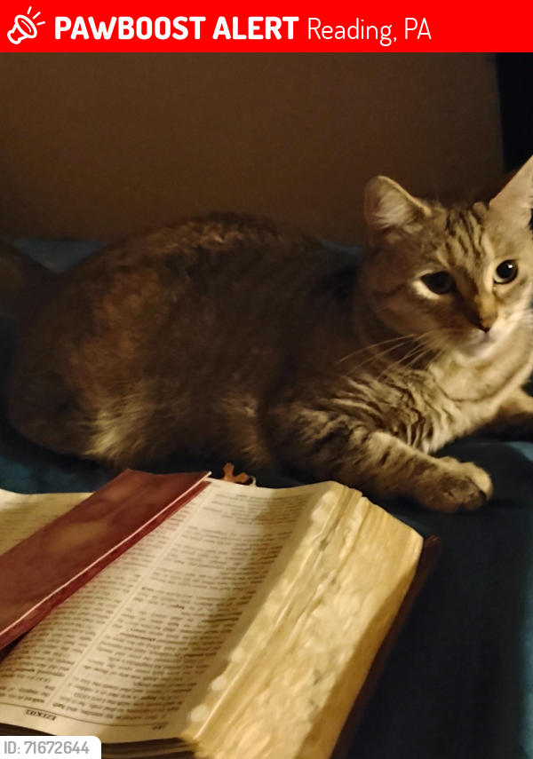 Lost Female Cat last seen E wyomissing Blvd Reading PA 19611, Reading, PA 19611
