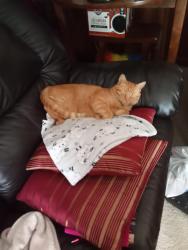 Lost Male Cat last seen Near Cochise Trial Richmond Virginia 23237, Richmond, VA 23237