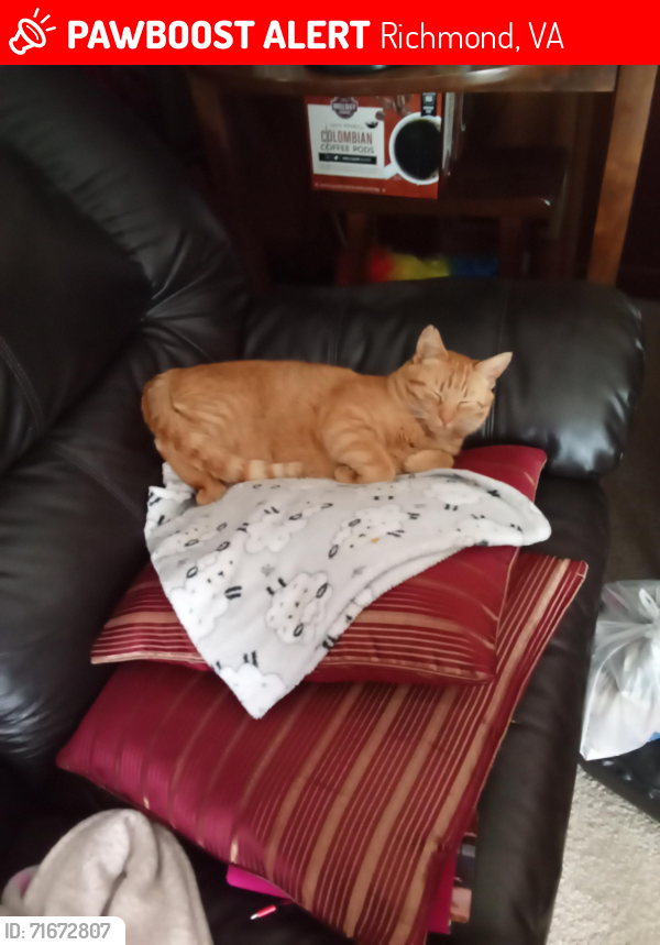 Lost Male Cat last seen Near Cochise Trial Richmond Virginia 23237, Richmond, VA 23237