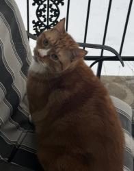 Lost Male Cat last seen Near Tynemouth Drive, Knoxville, TN 37914
