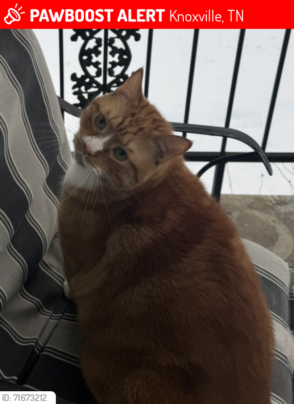 Lost Male Cat last seen Near Tynemouth Drive, Knoxville, TN 37914