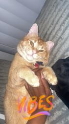 Lost Male Cat last seen Colton apmts , Henderson, NV 89002