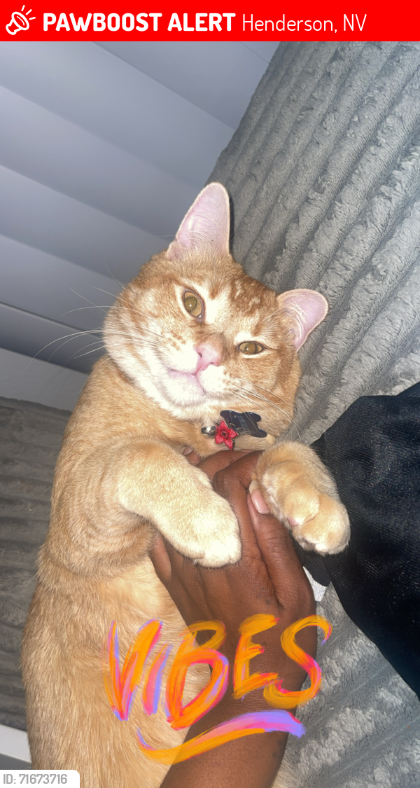 Lost Male Cat last seen Colton apmts , Henderson, NV 89002